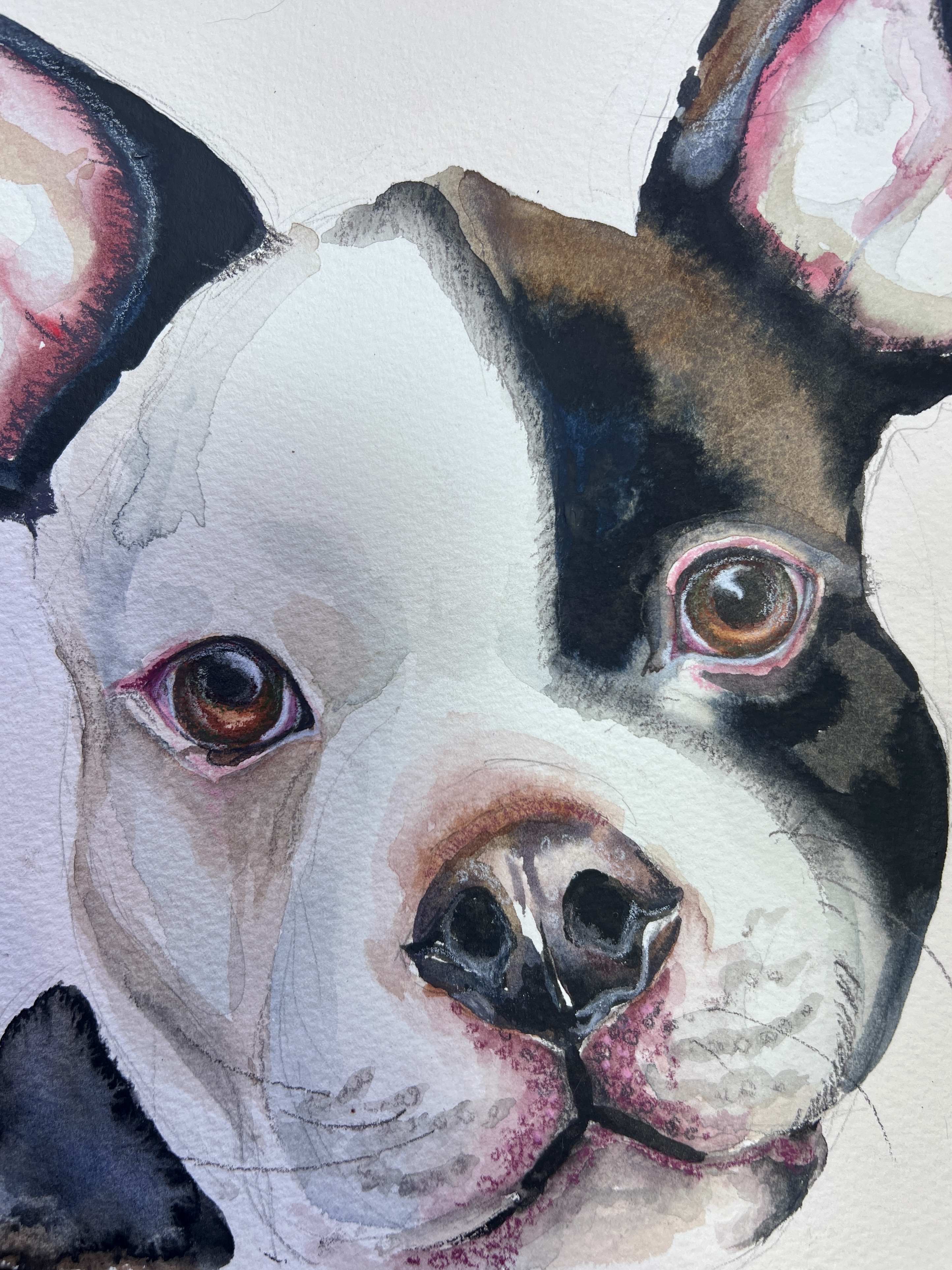 Darlington PUG Watercolor and Colored pencil